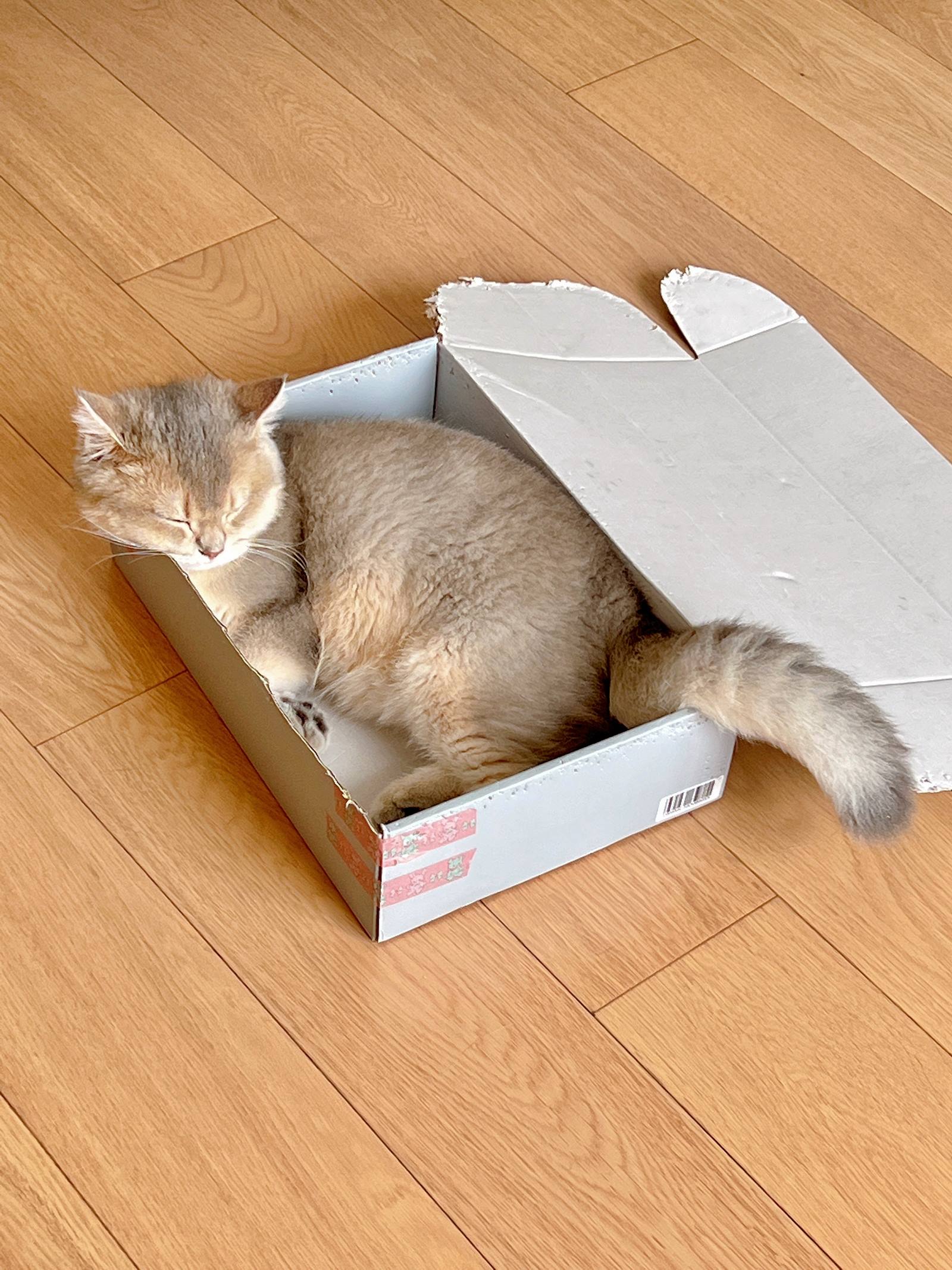 图片[10]-眼酱大魔王w  – 2022年09月fantia会员合集[33P] – 速更版-美库