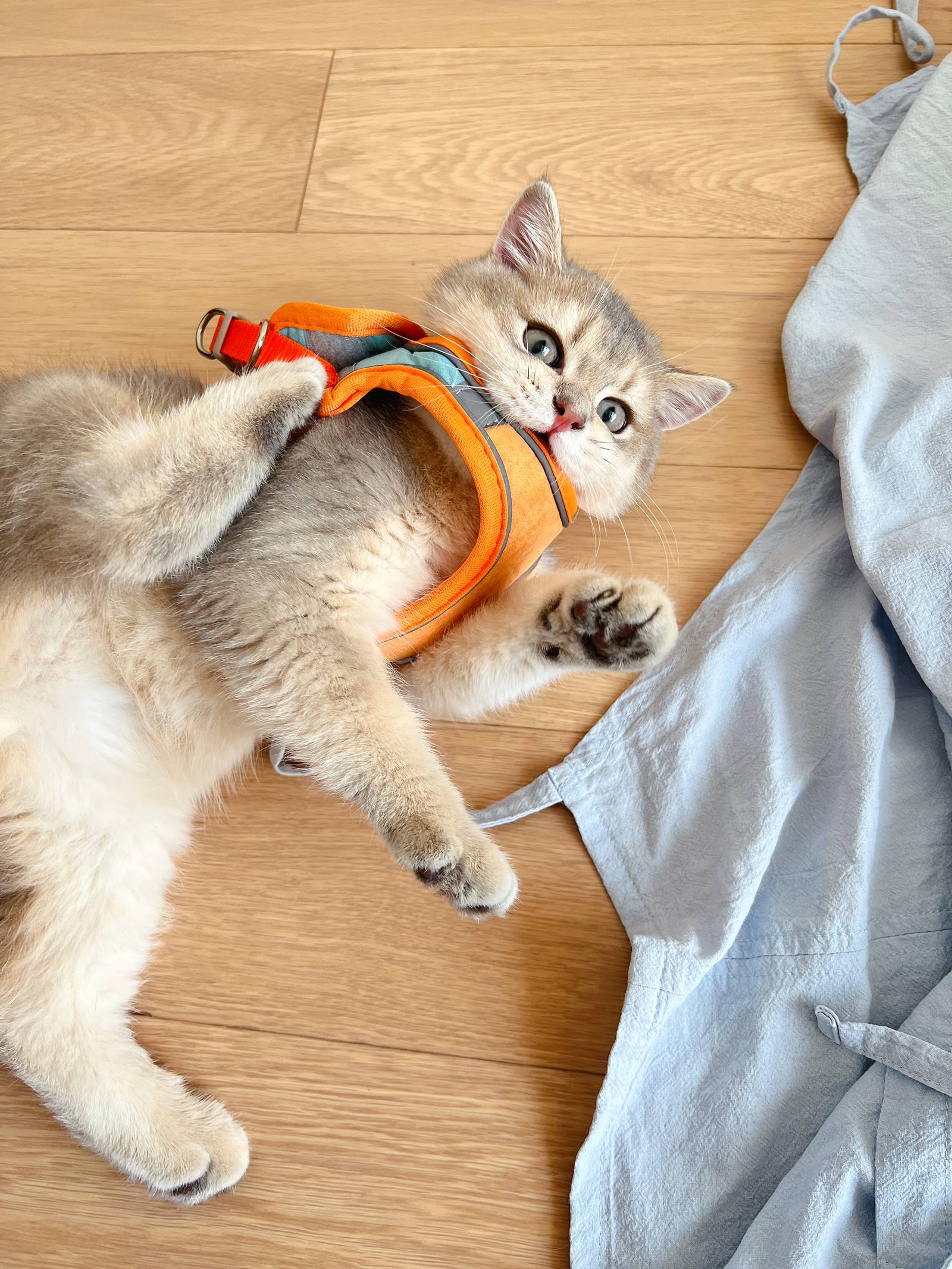 图片[12]-眼酱大魔王w  – 2022年09月fantia会员合集[33P] – 速更版-美库