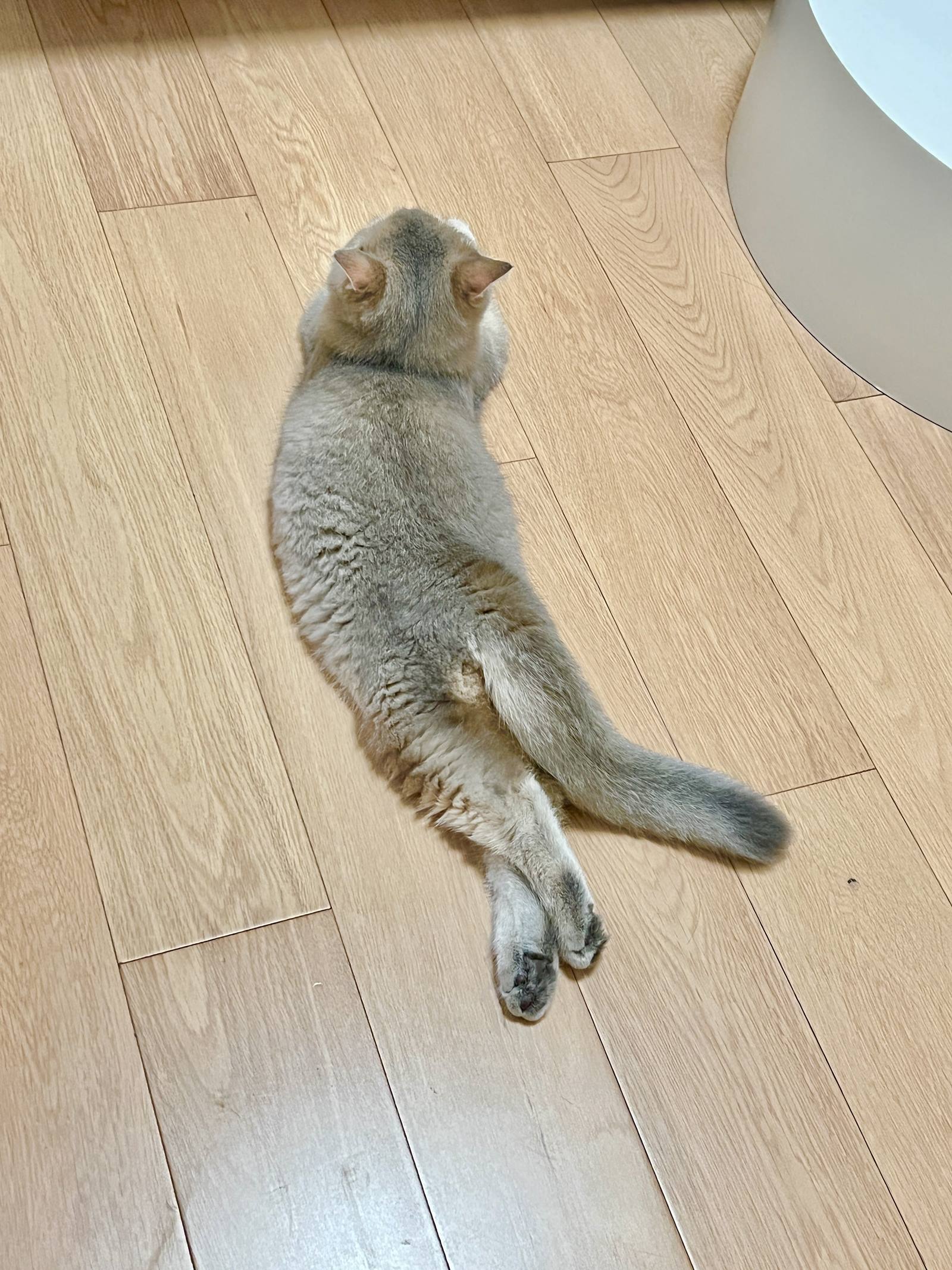 图片[19]-眼酱大魔王w  – 2022年09月fantia会员合集[33P] – 速更版-美库