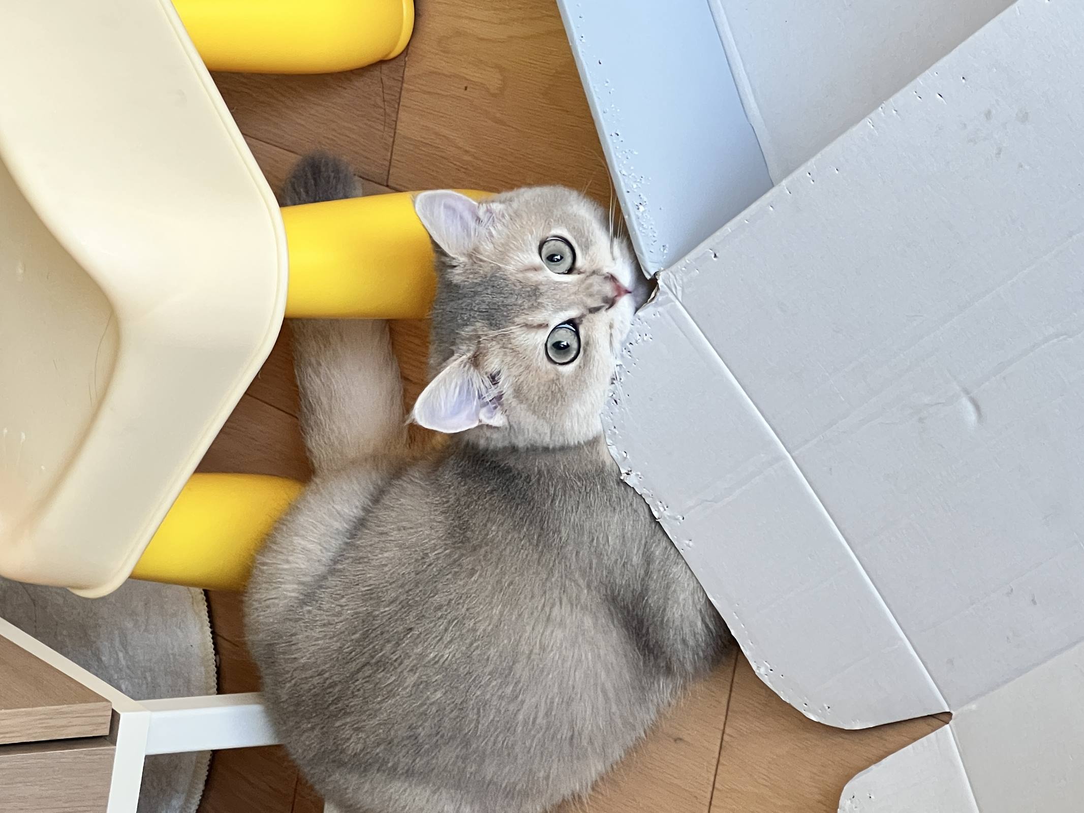 图片[20]-眼酱大魔王w  – 2022年09月fantia会员合集[33P] – 速更版-美库