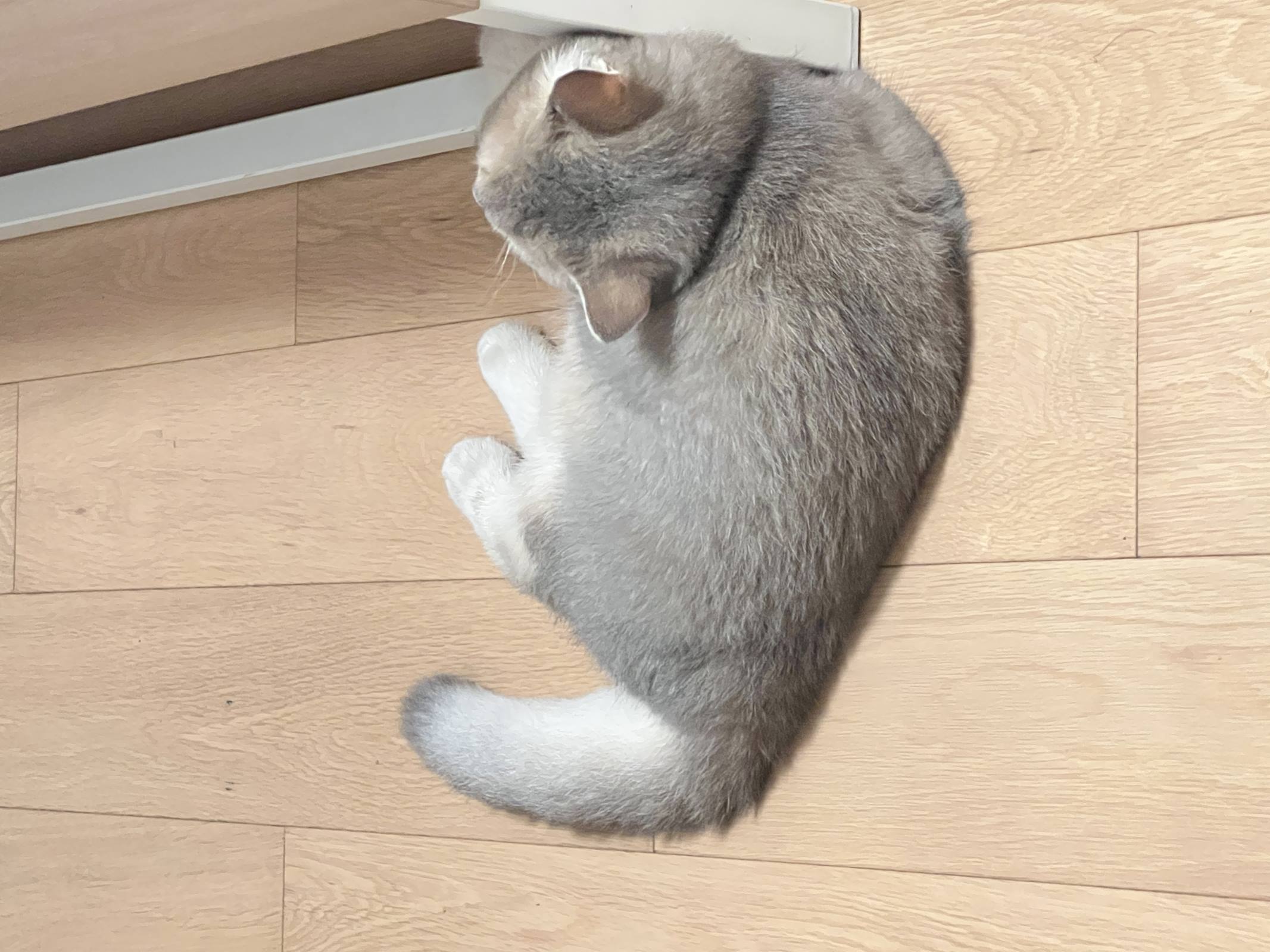 图片[25]-眼酱大魔王w  – 2022年09月fantia会员合集[33P] – 速更版-美库