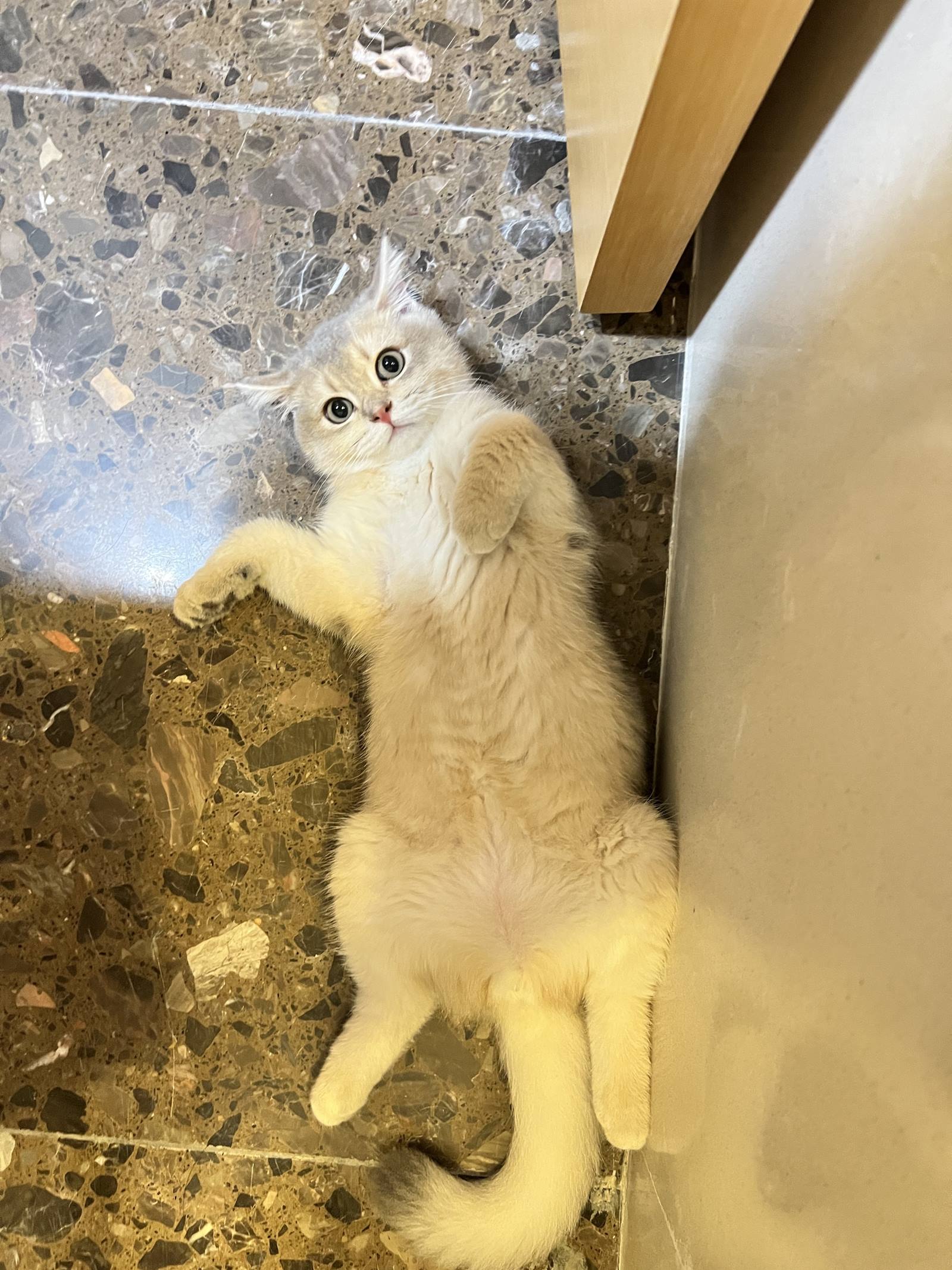 图片[27]-眼酱大魔王w  – 2022年09月fantia会员合集[33P] – 速更版-美库