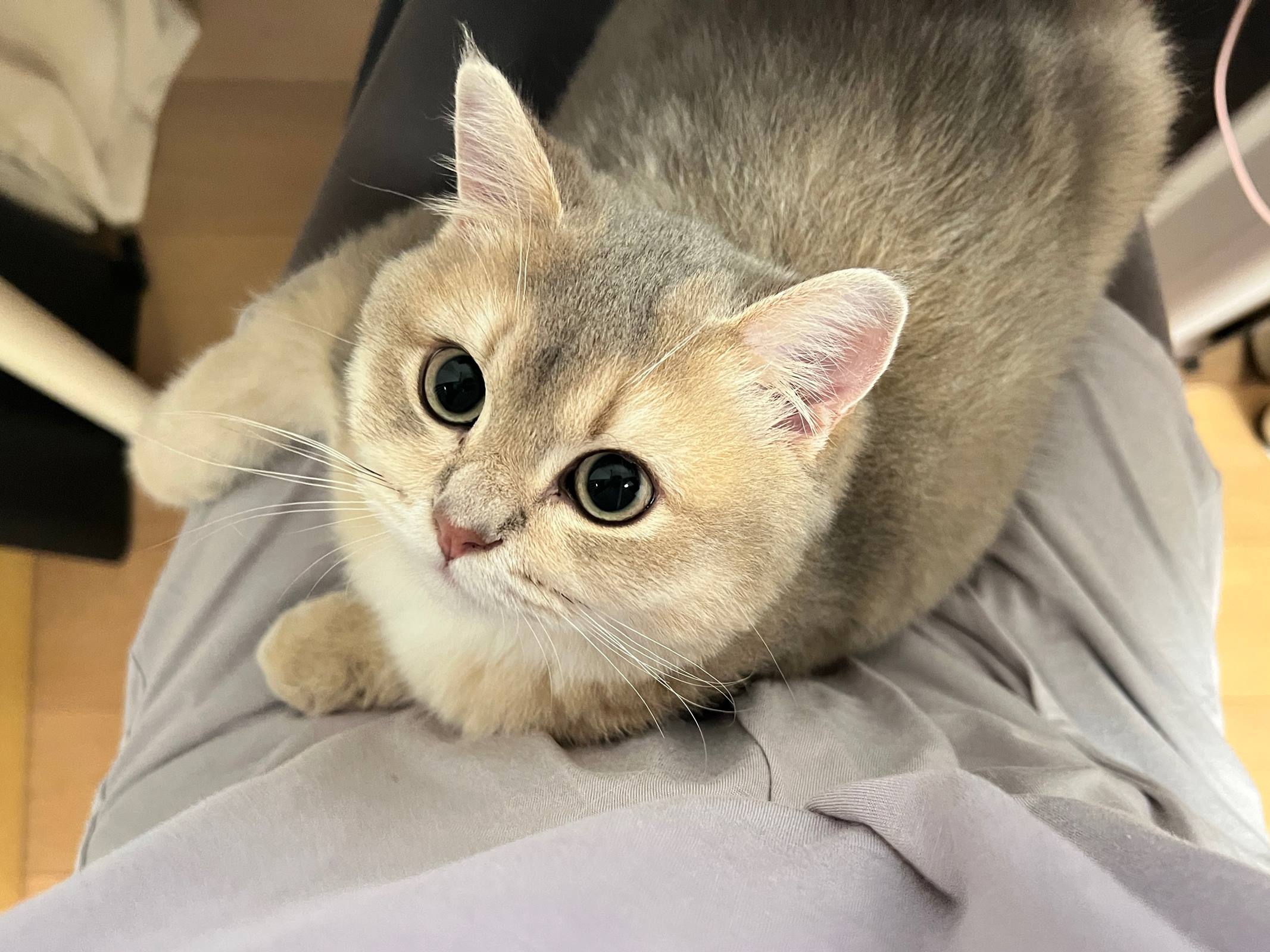 图片[28]-眼酱大魔王w  – 2022年09月fantia会员合集[33P] – 速更版-美库