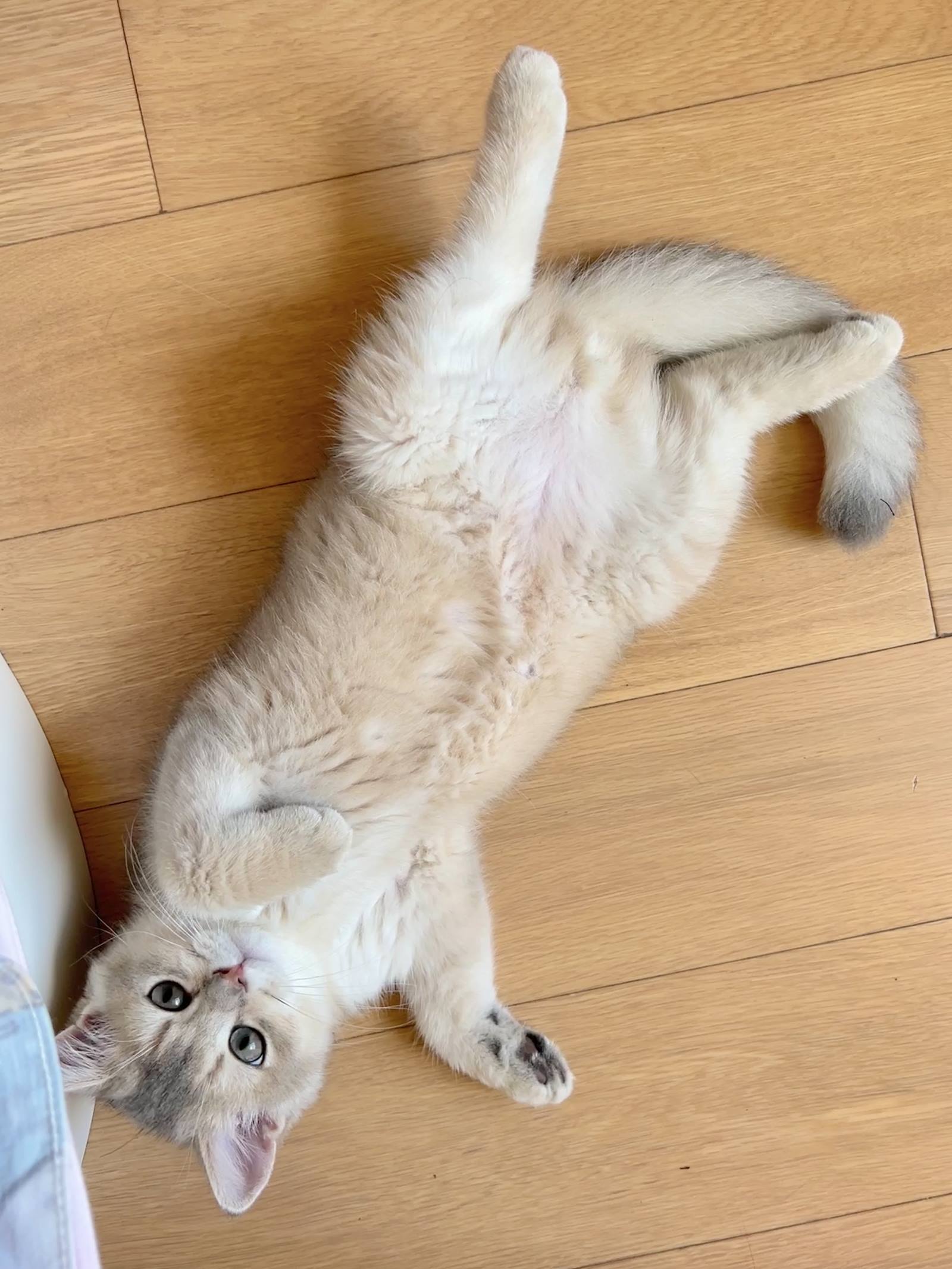 图片[31]-眼酱大魔王w  – 2022年09月fantia会员合集[33P] – 速更版-美库