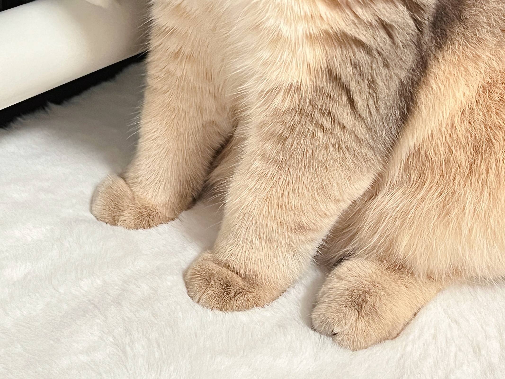 图片[10]-眼酱大魔王w – 2022年11月fantia会员合集[29P] – 速更版-美库