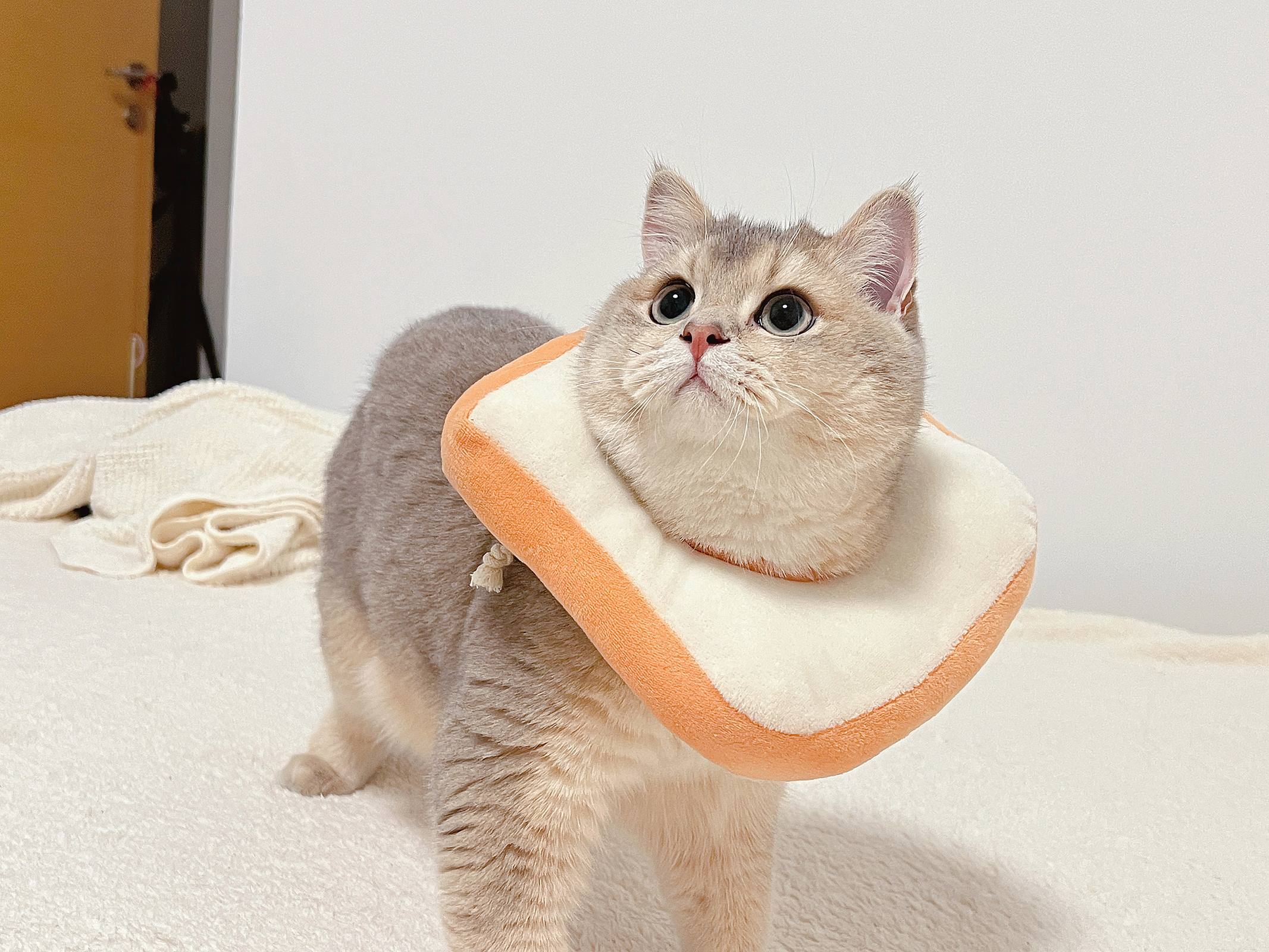 图片[11]-眼酱大魔王w – 2022年11月fantia会员合集[29P] – 速更版-美库