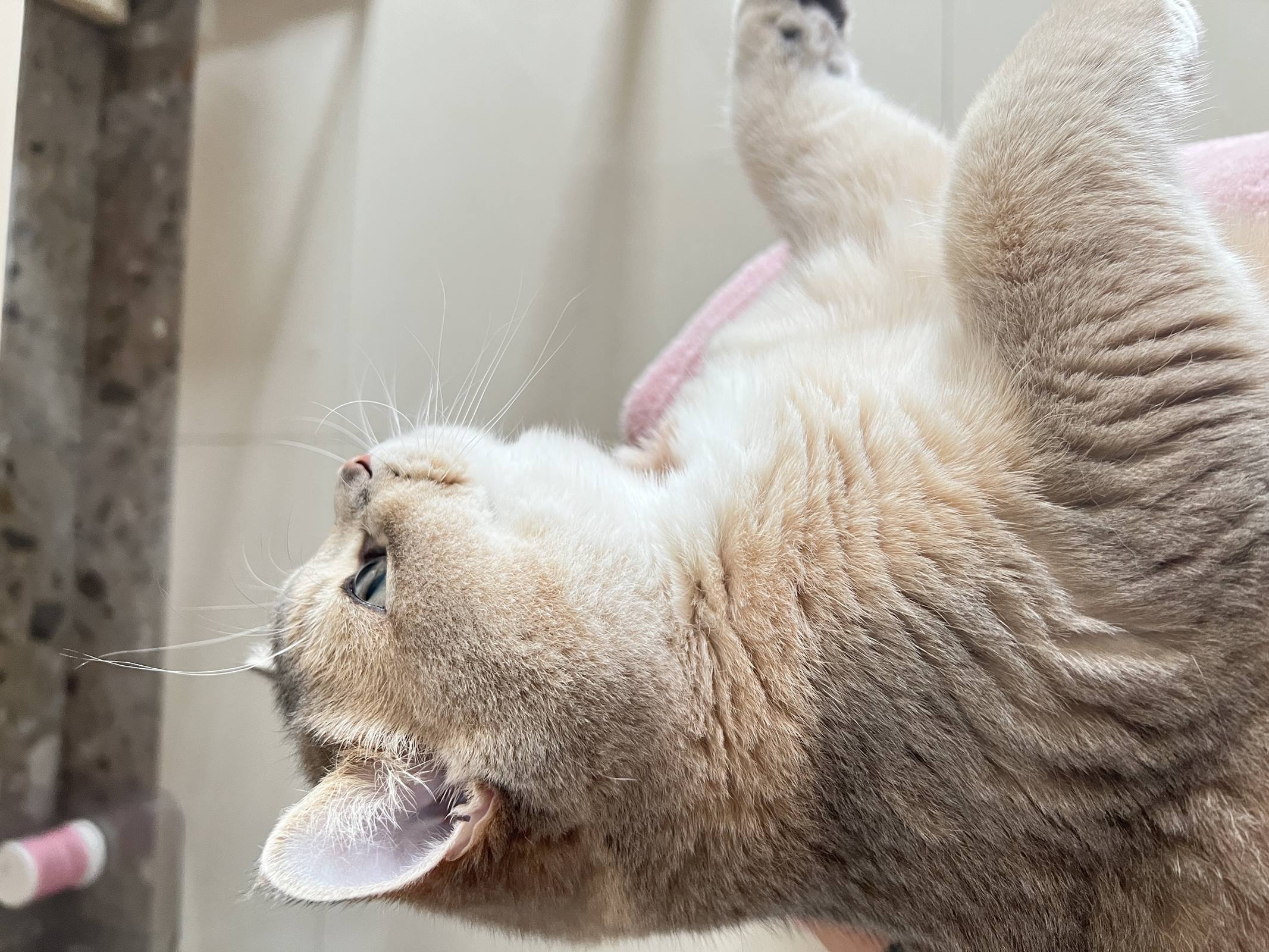 图片[16]-眼酱大魔王w – 2022年11月fantia会员合集[29P] – 速更版-美库