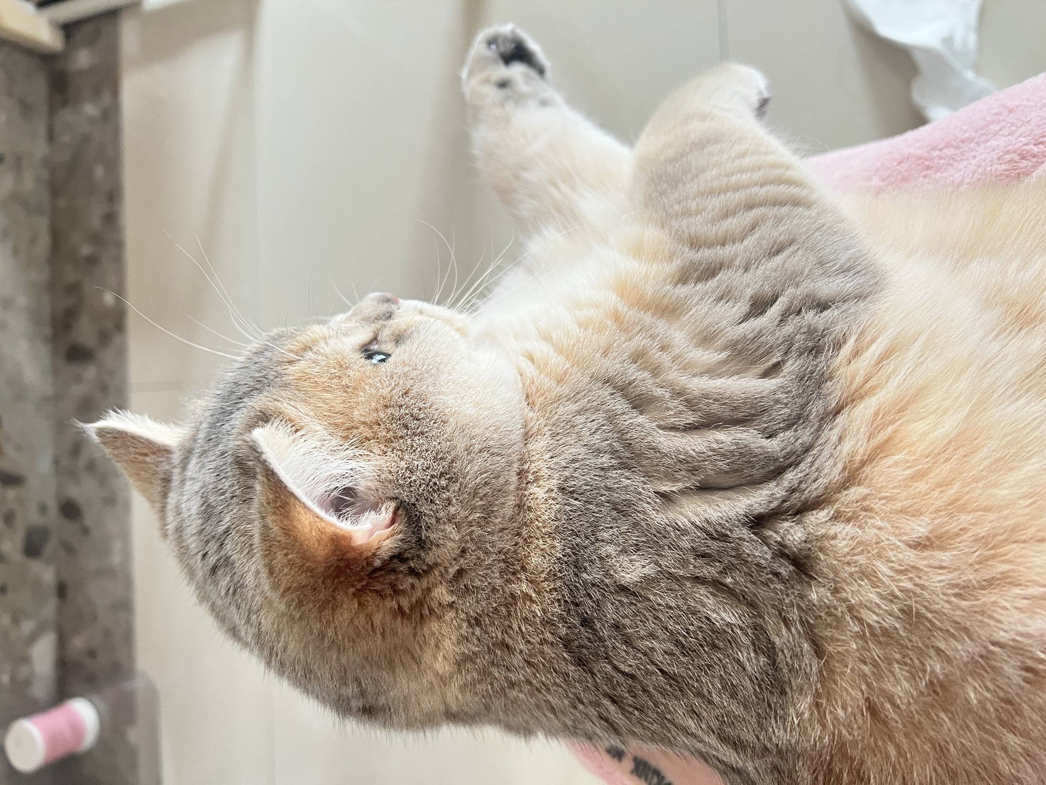 图片[17]-眼酱大魔王w – 2022年11月fantia会员合集[29P] – 速更版-美库