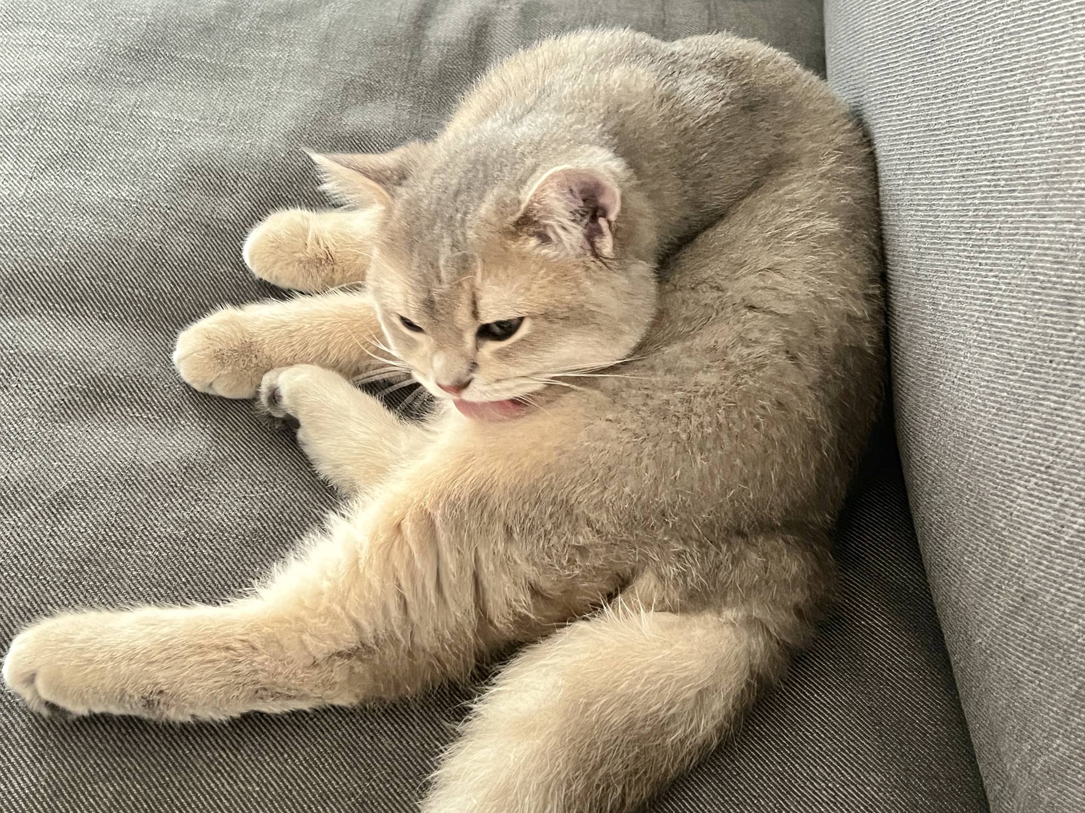 图片[19]-眼酱大魔王w – 2022年11月fantia会员合集[29P] – 速更版-美库