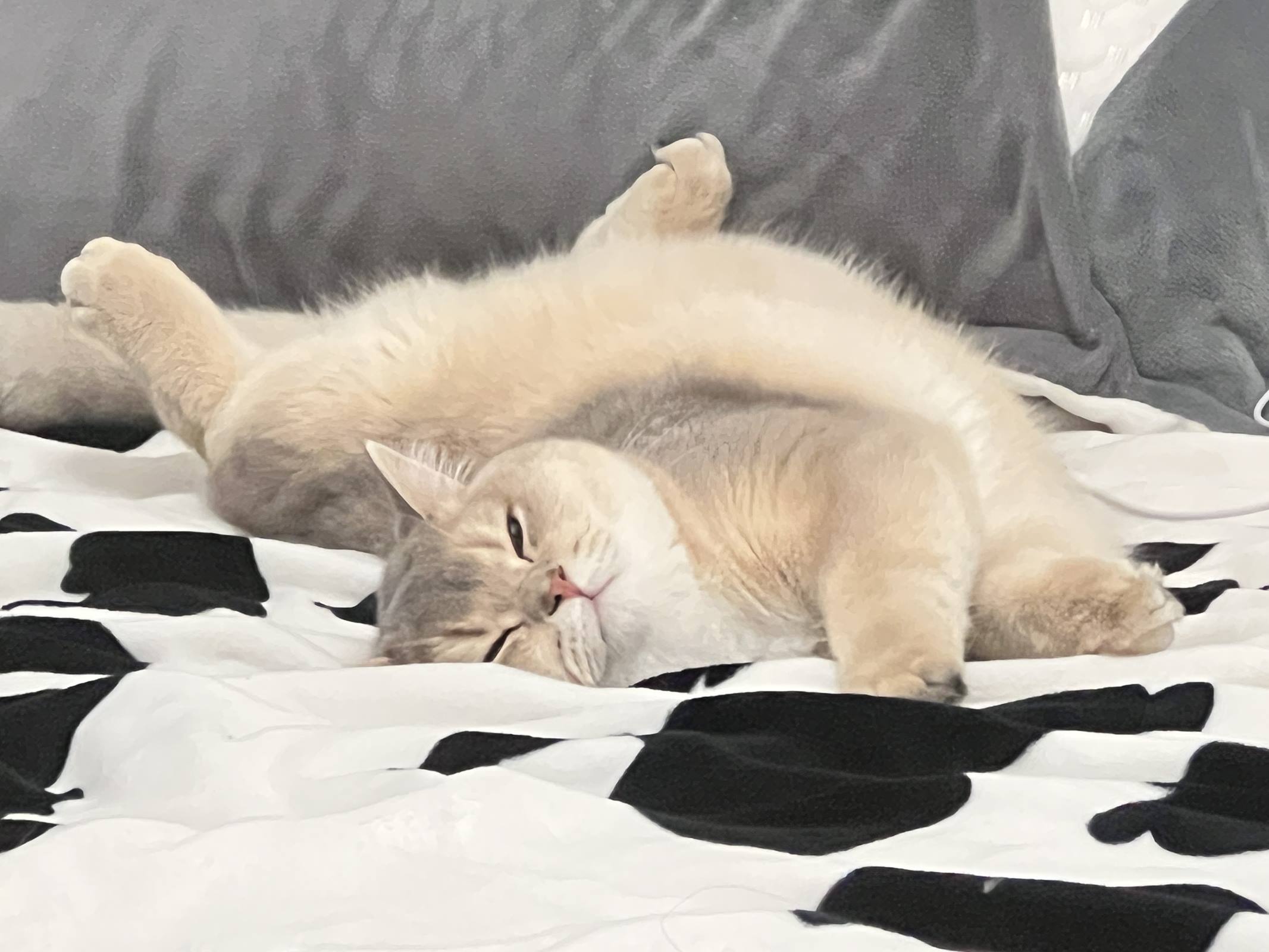 图片[25]-眼酱大魔王w – 2022年11月fantia会员合集[29P] – 速更版-美库