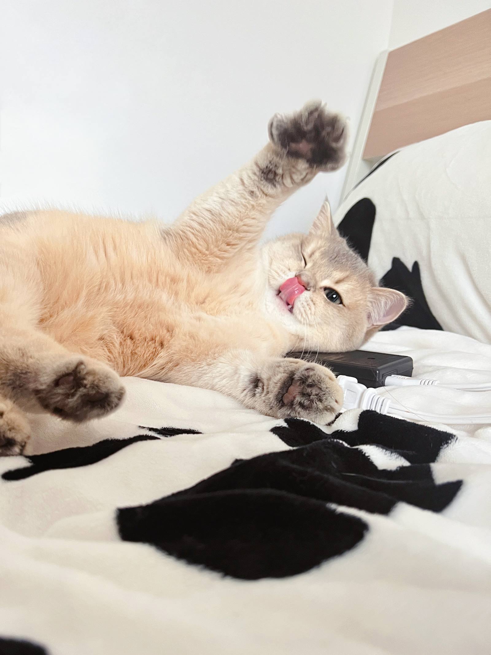 图片[27]-眼酱大魔王w – 2022年11月fantia会员合集[29P] – 速更版-美库