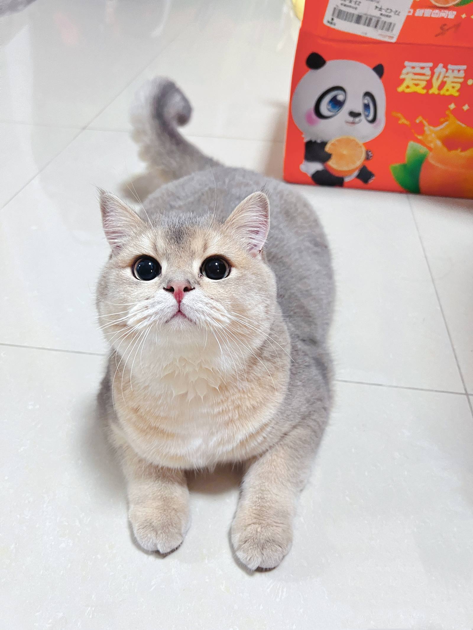 图片[28]-眼酱大魔王w – 2022年11月fantia会员合集[29P] – 速更版-美库