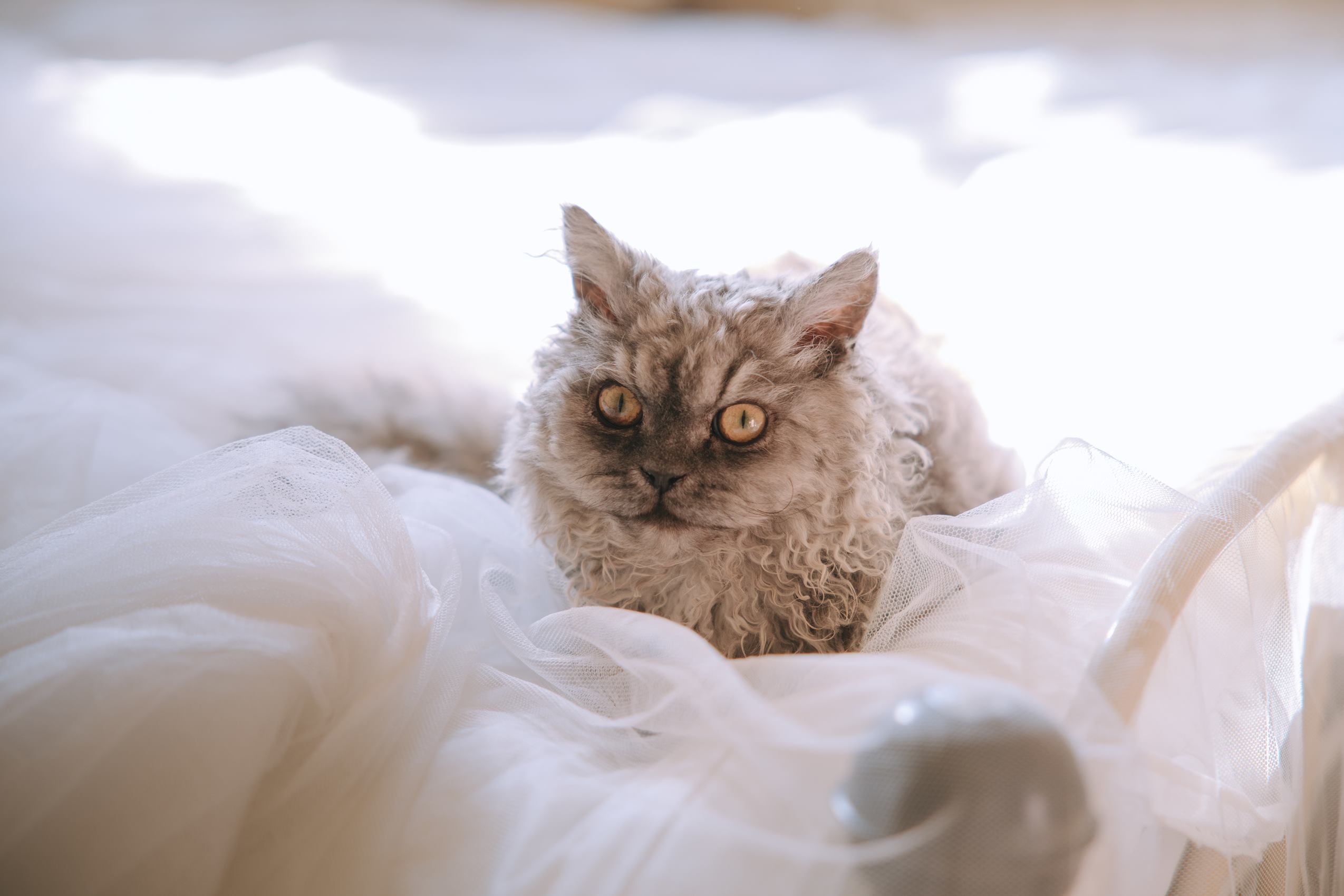 图片[39]-日奈娇  – 猫娘女仆[38P] – 速更版-美库