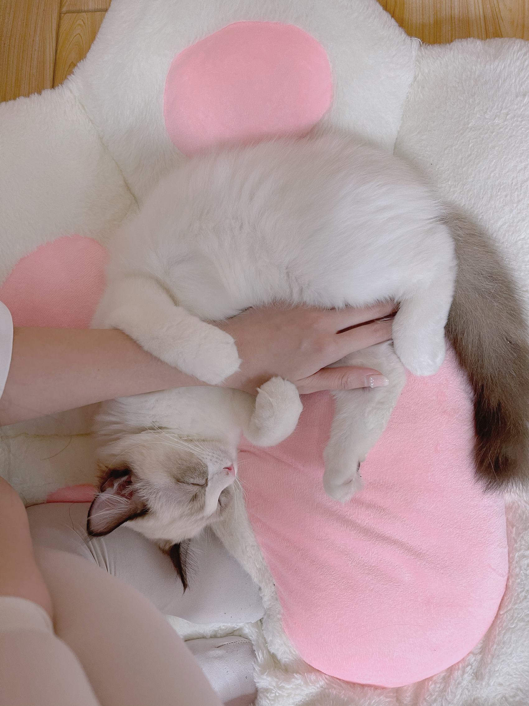 图片[46]-miko酱ww  – mikoの白丝01[241P] – 速更版-美库