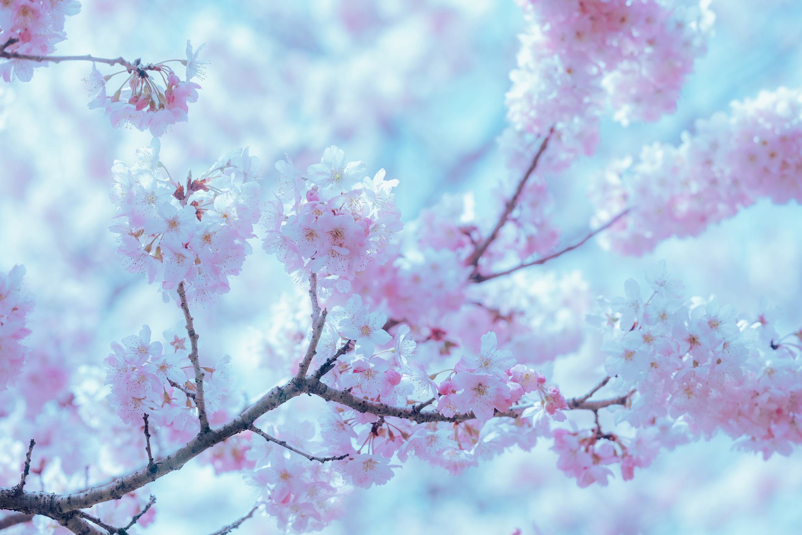 图片[11]-Ely_eee(ElyEE子)  – 17°C Pink Sakura17°C粉櫻[43P] – 速更版-美库