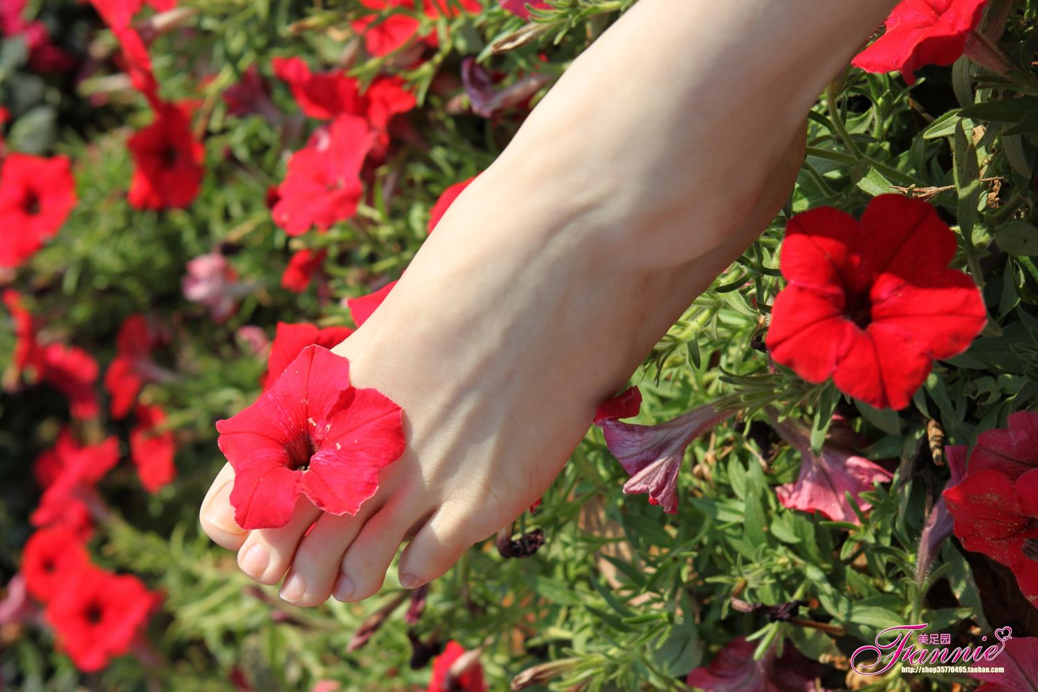 图片[47]-Fannie芬妮每足园 No.628 醉花荫[57P] – 速更版-美库