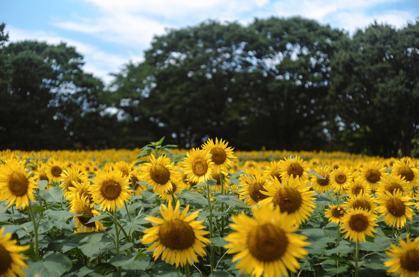 图片[28]-Ely_eee(ElyEE子)  – Kazami Yuuka 幽香花海[38P] – 速更版-美库