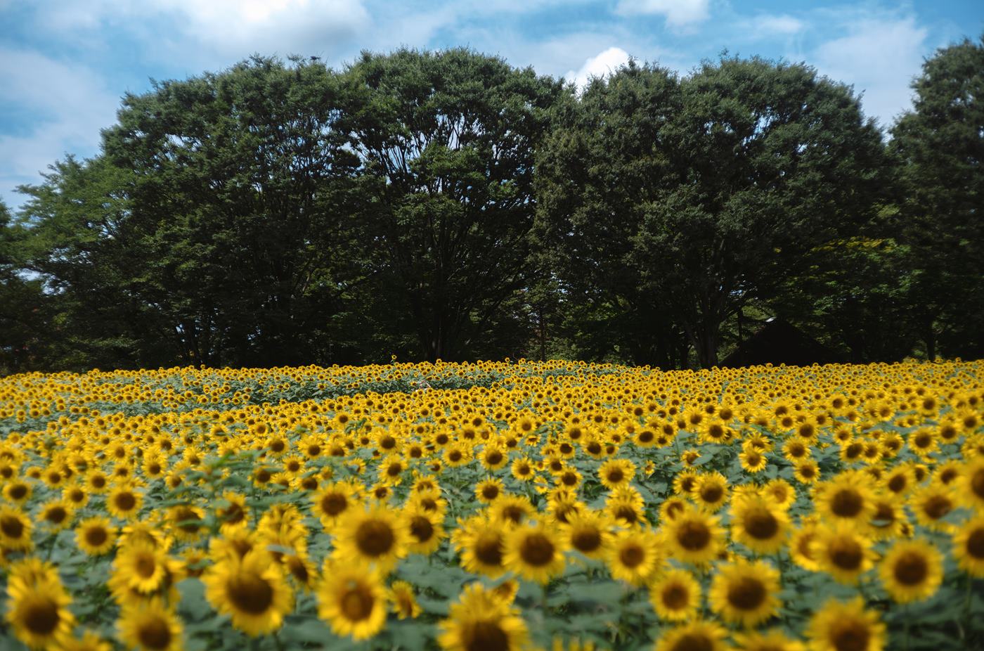 图片[29]-Ely_eee(ElyEE子)  – Kazami Yuuka 幽香花海[38P] – 速更版-美库