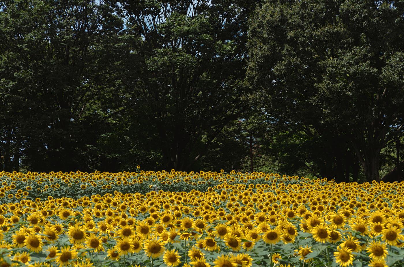 图片[30]-Ely_eee(ElyEE子)  – Kazami Yuuka 幽香花海[38P] – 速更版-美库