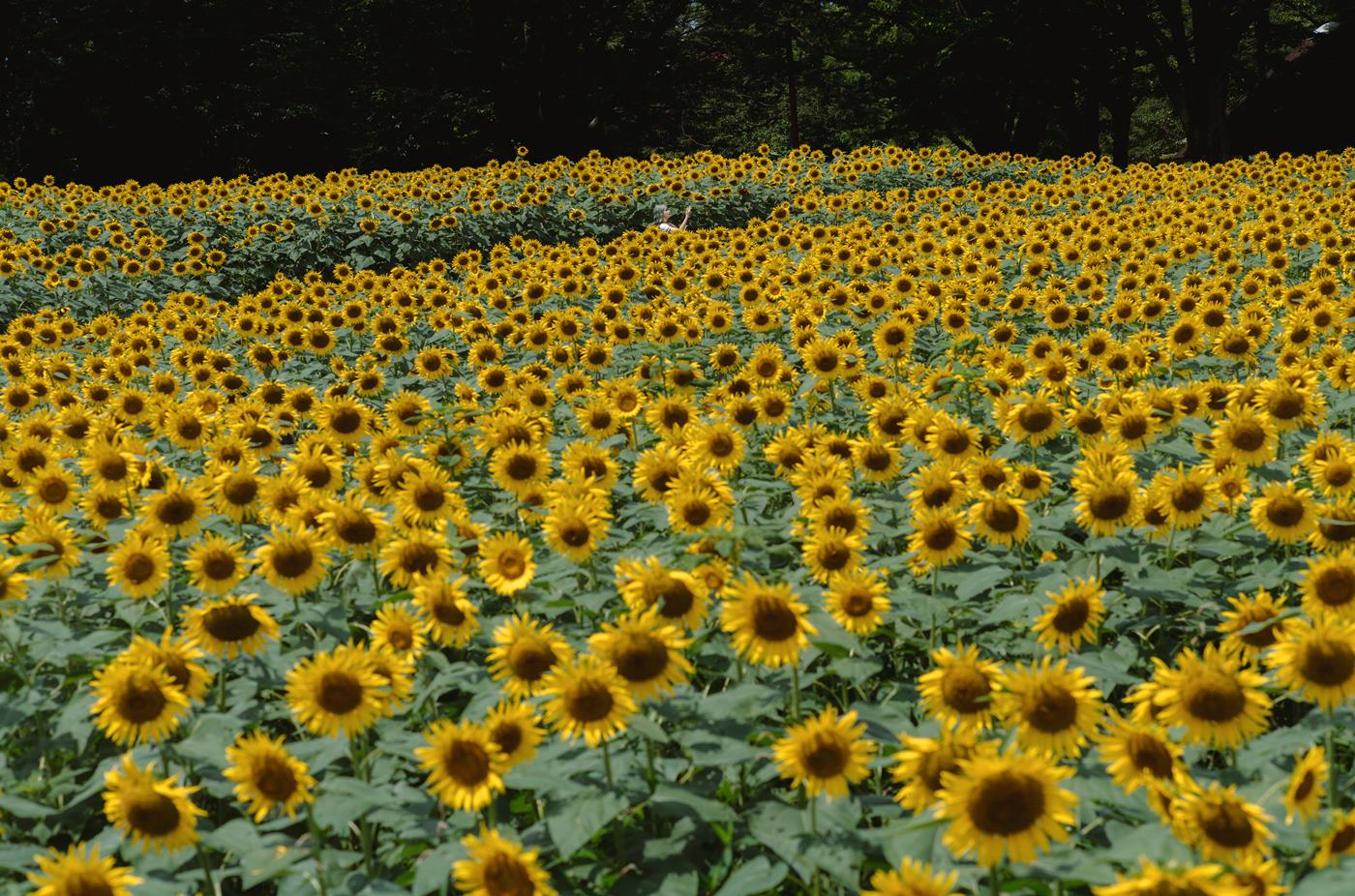 图片[31]-Ely_eee(ElyEE子)  – Kazami Yuuka 幽香花海[38P] – 速更版-美库