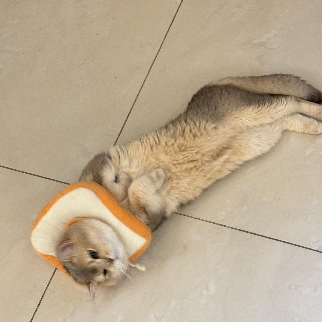 图片[15]-眼酱大魔王w  – 2024年07月fantia会员合集[27P] – 速更版-美库