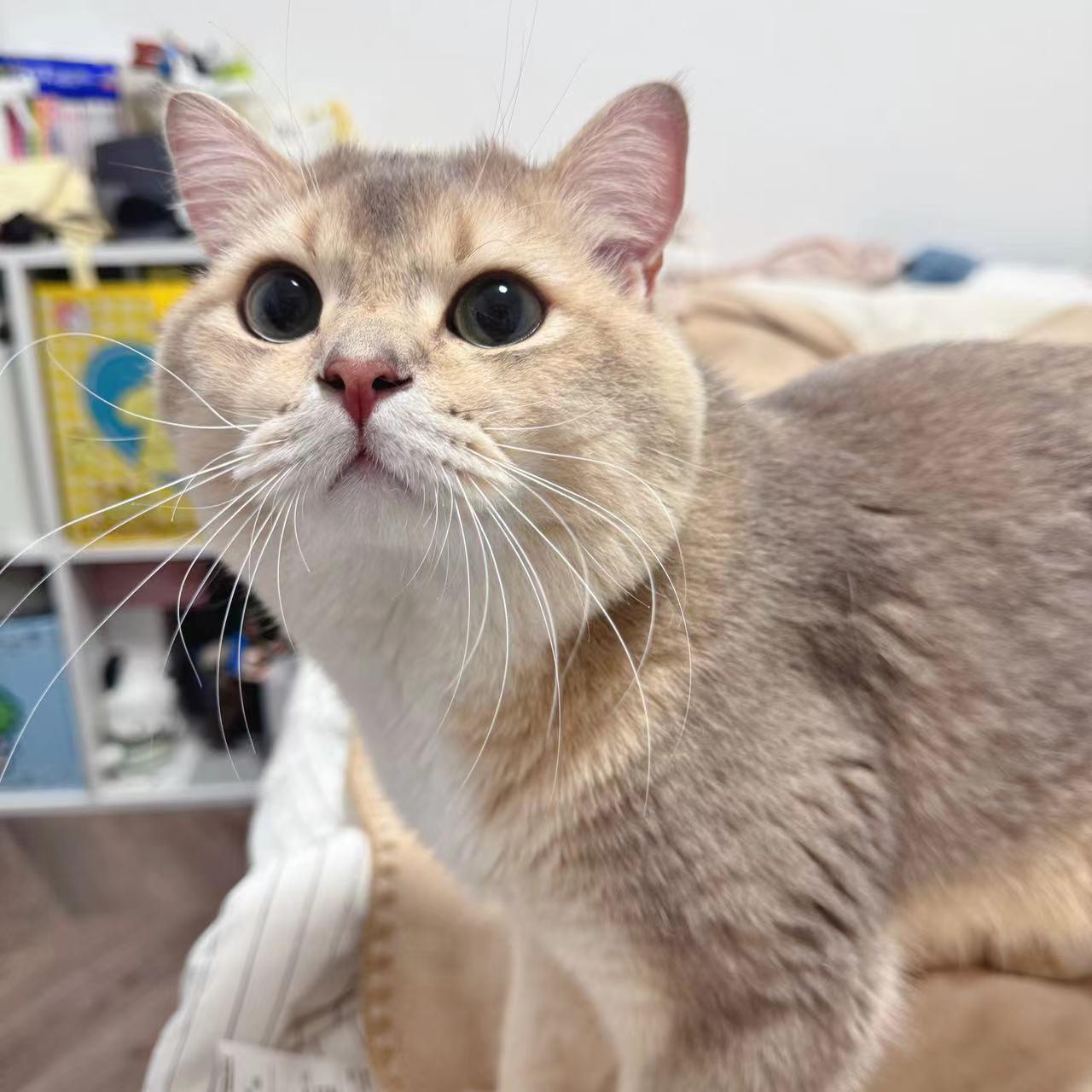 图片[23]-眼酱大魔王w  – 2024年07月fantia会员合集[27P] – 速更版-美库