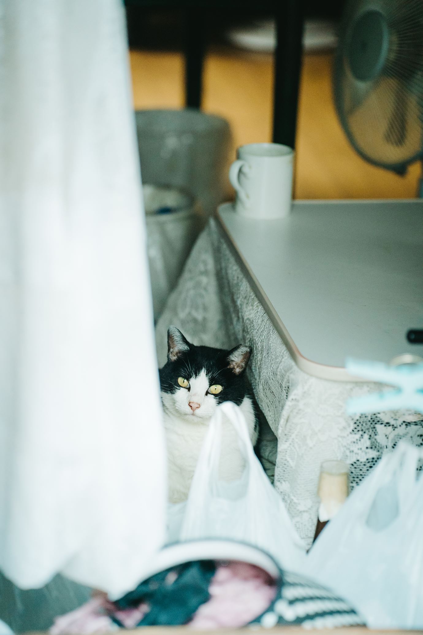 图片[66]-蠢沫沫 – 夏想(下）[91P] – 速更版-美库