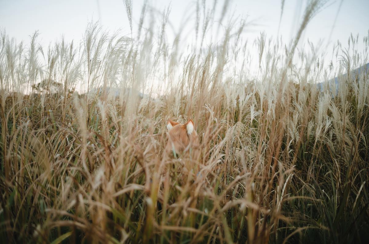 图片[43]-Ely_eee(ElyEE子) – Soft Glow 狼與暖陽[52P] – 速更版-美库