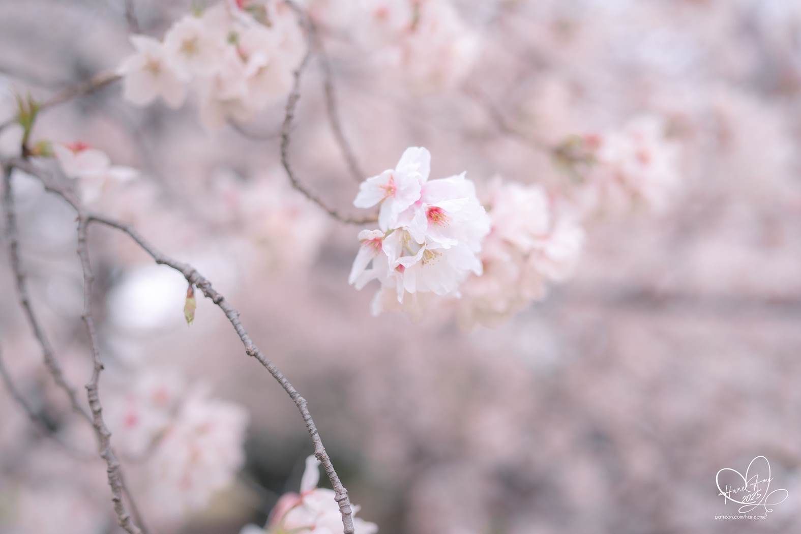 图片[19]-Hane Ame 雨波写真 NO.258 – 雨樱下的约定[63P] – 速更版-美库