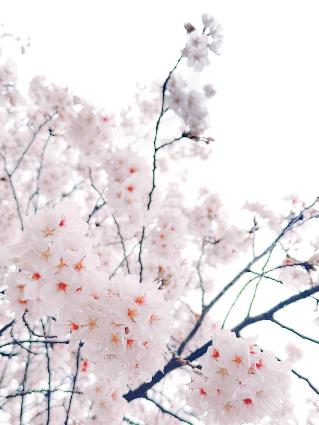 图片[36]-Hane Ame 雨波写真 NO.258 – 雨樱下的约定[63P] – 速更版-美库