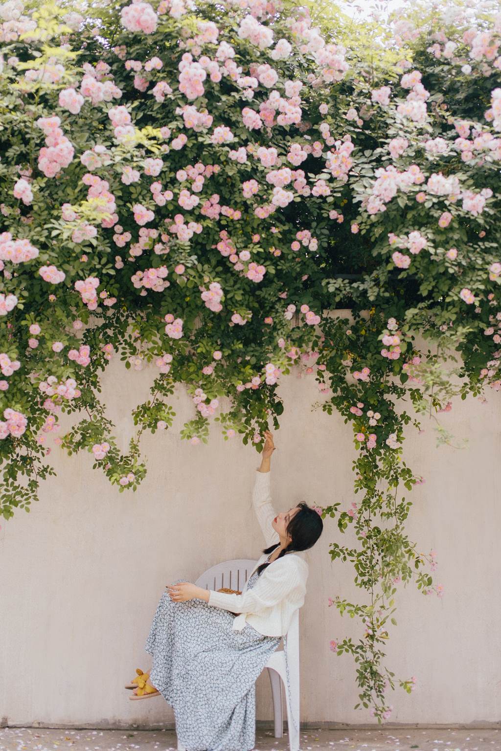 图片[21]-[YITUYU艺图语]2022.11.08 蔷薇 九月[26+1P] – 速更版-美库