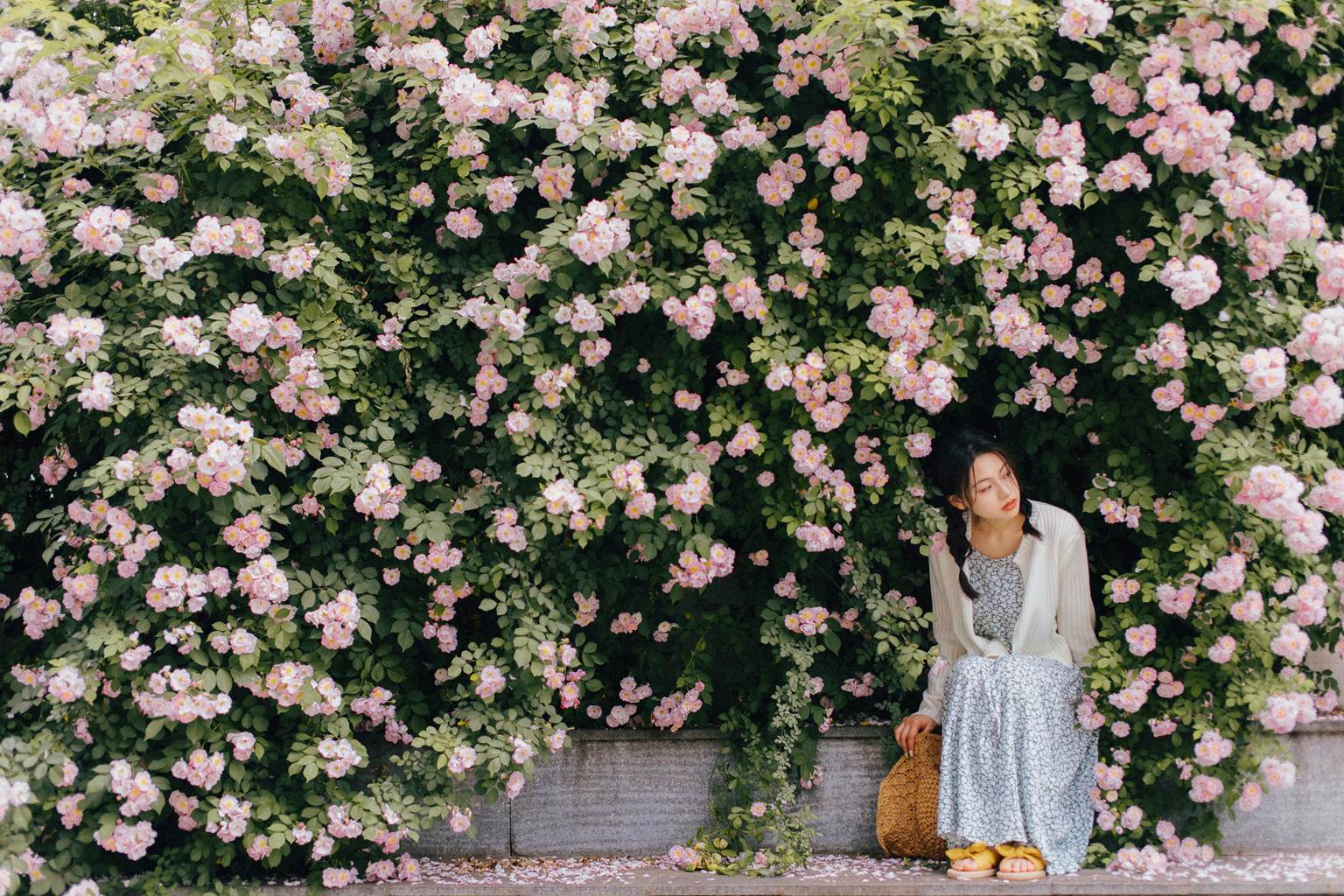 图片[25]-[YITUYU艺图语]2022.11.08 蔷薇 九月[26+1P] – 速更版-美库